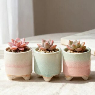 多肉花盆陶瓷迷你直筒拇指盆个性创意清新组合高颜值组合