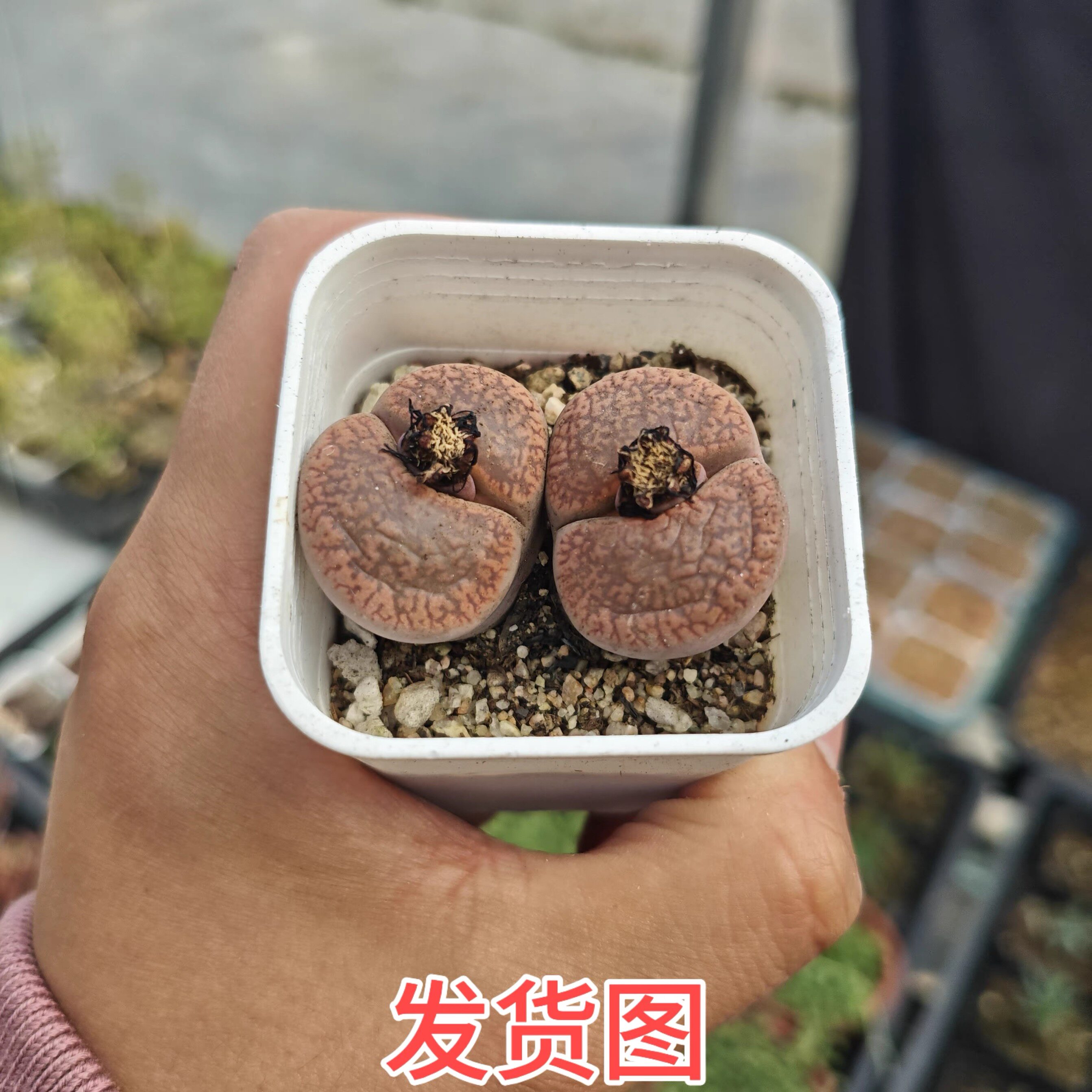 生石花多肉植物一颗包邮新手好养多肉植物