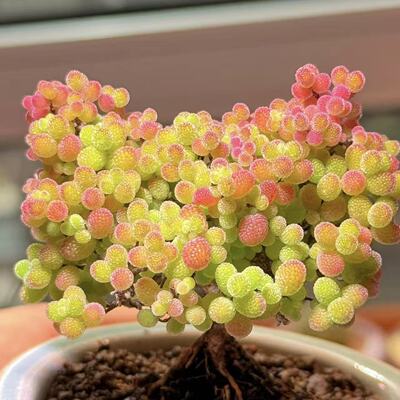 糖球枝干番杏好养活多肉新手好养蜜桔糖球室内盆栽枝干番杏