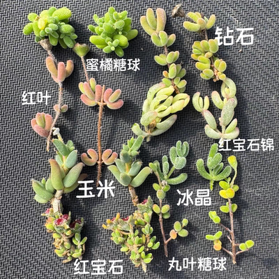 糖球枝条多肉植物枝干番杏红宝石锦冰晶玉米蜜橘糖球钻石红叶