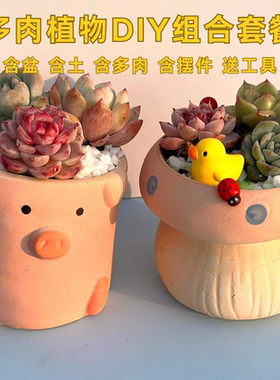 多肉植物组合DIY套餐含盆含土含摆件含工具新手好养阳台窗台桌面