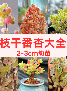 糖球枝干番杏小苗2-3cm冰晶番杏糖果多肉蜜桔枝干番杏迷你盆栽