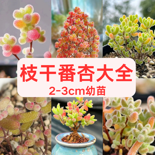 糖球枝干番杏小苗2-3cm冰晶番杏糖果多肉蜜桔枝干番杏迷你盆栽