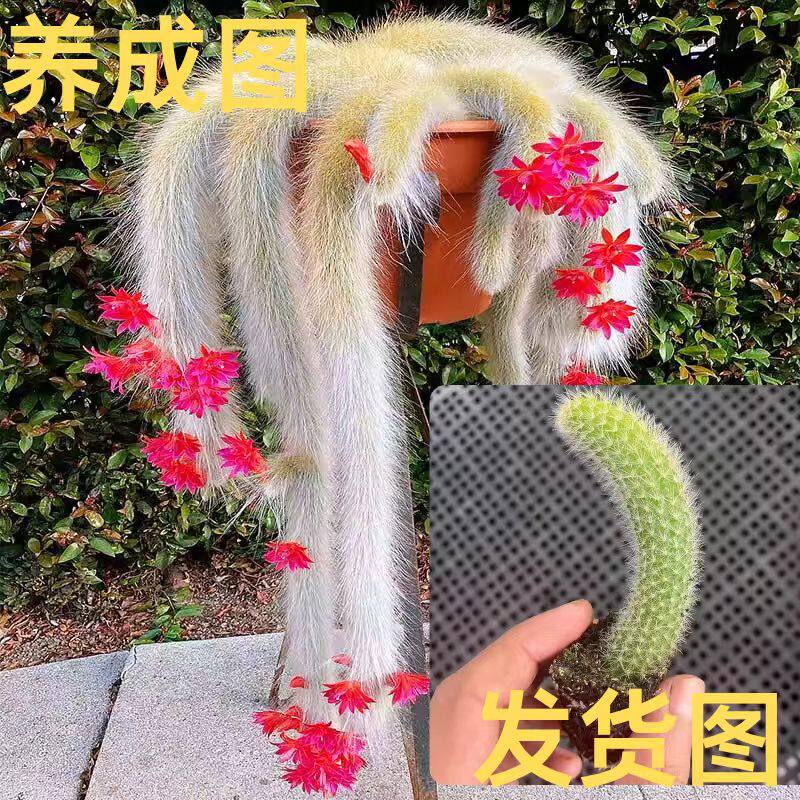 开花九尾狐多肉软毛植物高档盆栽长毛系列仙人掌尾巴办公室防辐射