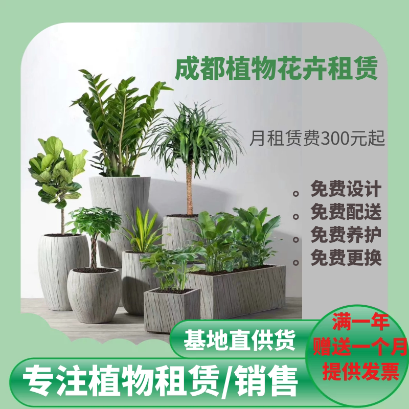 成都同城绿植租赁花卉租摆植物短租办公室租植物造景养护上门服务