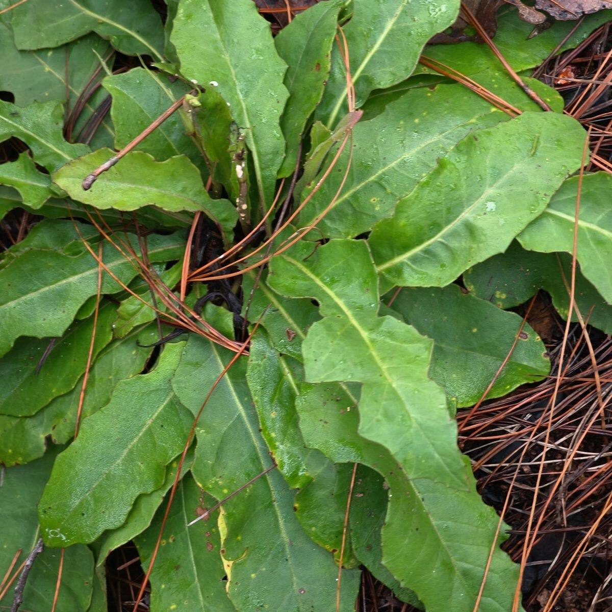 奶浆原生态云南黄花一枝萝卜苦菜清热新鲜包邮现挖发货原装纯天然