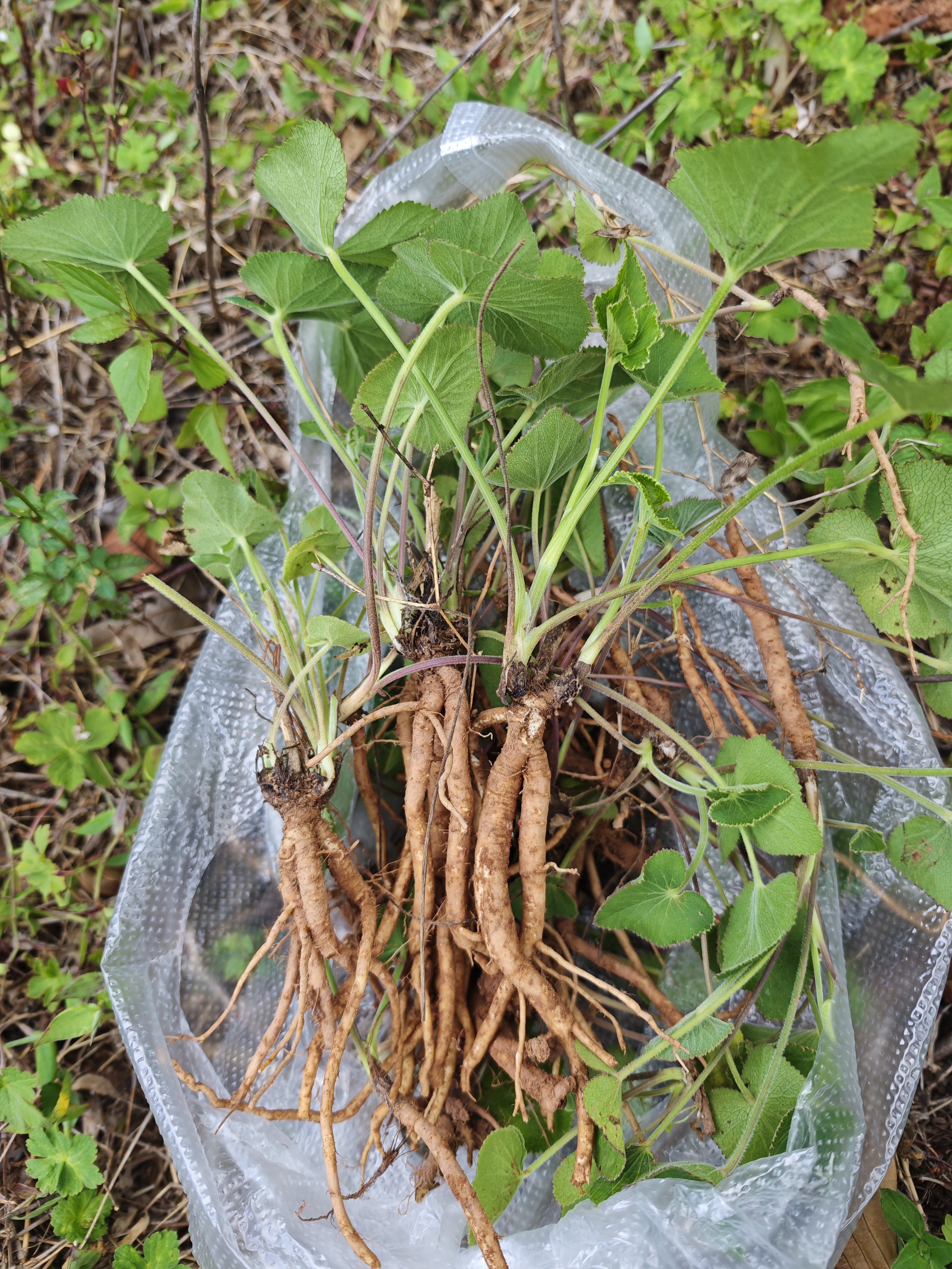 云南新鲜羊山草山当归青草异叶茴芹鹅脚板杏叶防风羊膳骚羊古包邮