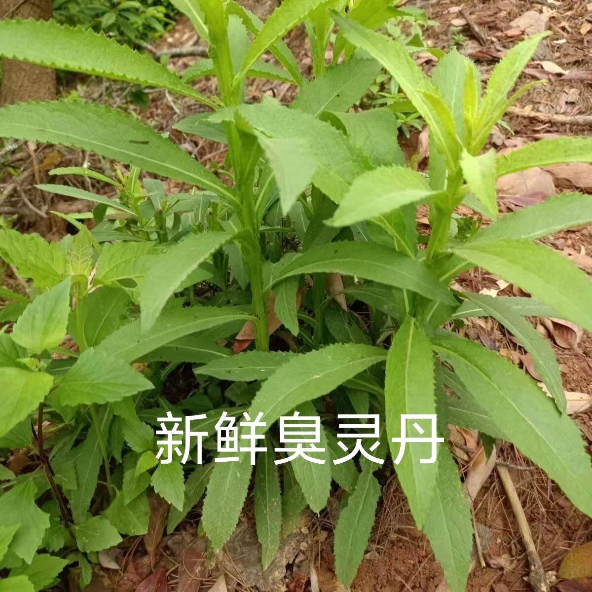 新货臭灵丹草纯根深山天然中药材现采现发臭灵丹鲜货