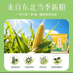 淘米香正宗东北香糯玉米碴米饭伴侣小碴子玉米粘碴子可煮饭煮粥