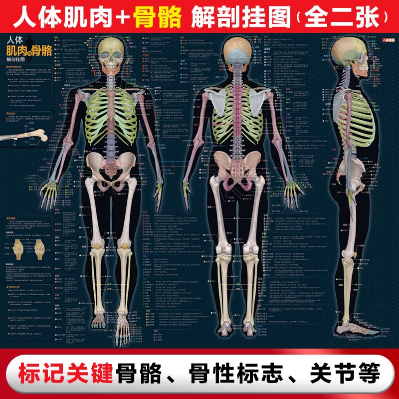 正版现货: 人体肌肉与骨骼解剖挂图 9787115634252 人民邮电出版社