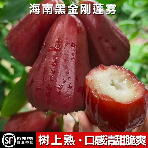 海南三亚黑金刚莲雾5斤新鲜顺丰
