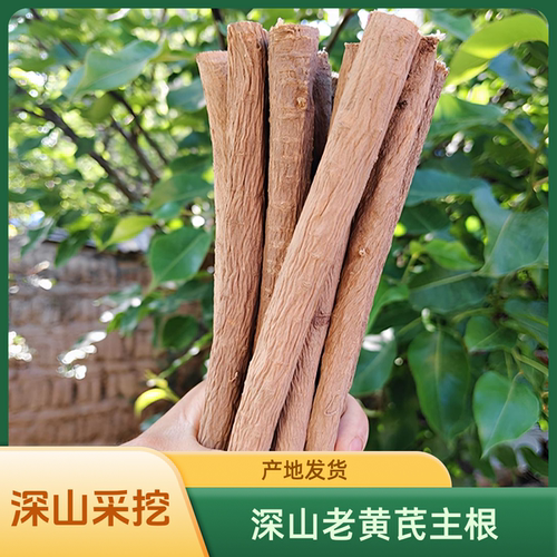 多年生深山采挖大黄芪原条