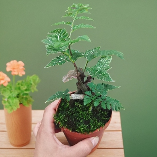 狼尾蕨 黄金蕨 蕨类植物上盆水养鱼缸造景假山室内室外绿植