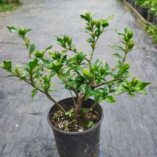 栀子花寿星小叶栀子花多季开花绿植物重瓣浓香庭院阳台花卉绿植