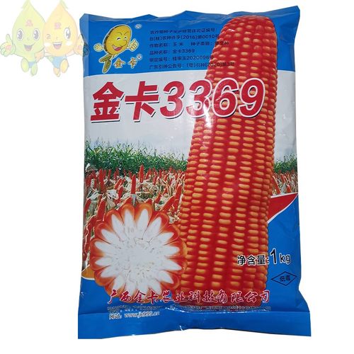 金卡3369/1918/1919玉米种子杂交大棒抗倒伏杂交饲料玉米种籽