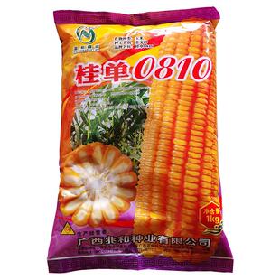 桂单0810玉米种杂交品种抗倒伏抗病白轴黄包谷种品广适