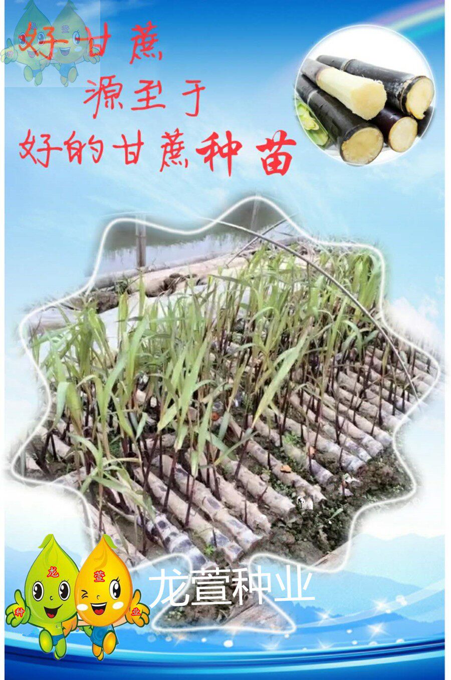 黑皮甘蔗苗水果甘蔗种苗南北方家庭种植红青黑皮大灰甘蔗种子