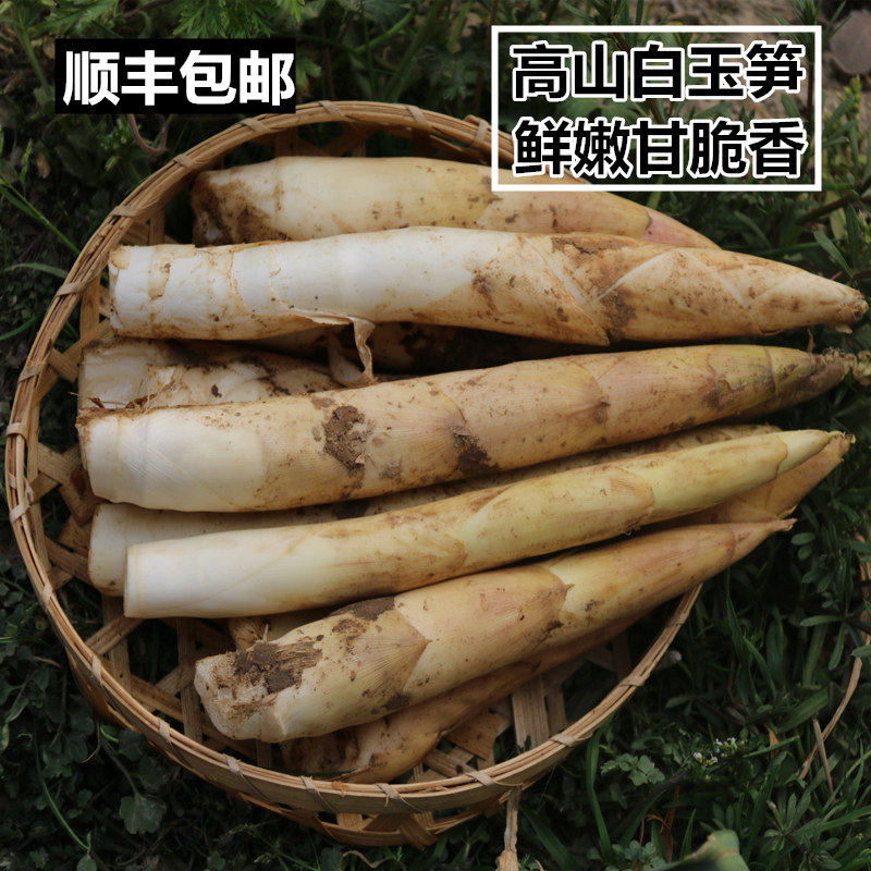 高山象牙笋5斤现挖白玉笋3斤