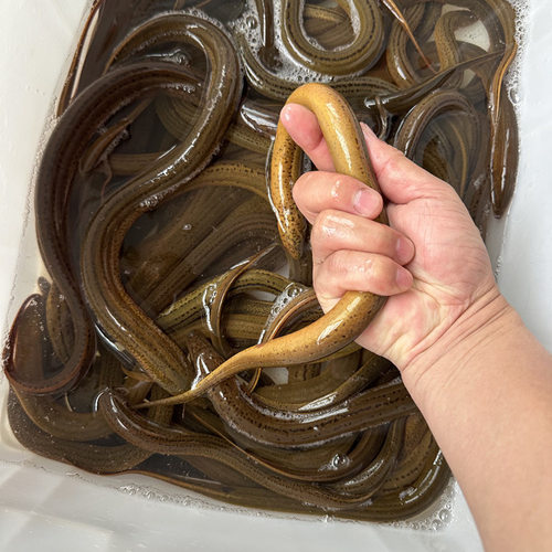 小范爱乡村黄鳝农村水产鳝鱼
