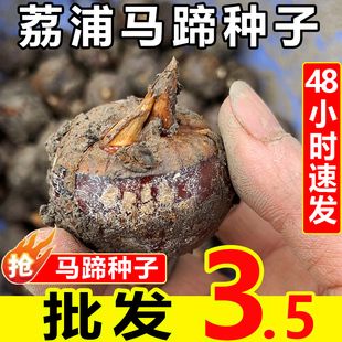 广西桂林荔浦马蹄种子水果马蹄粉马蹄荸荠种苗健康好种子发芽率高