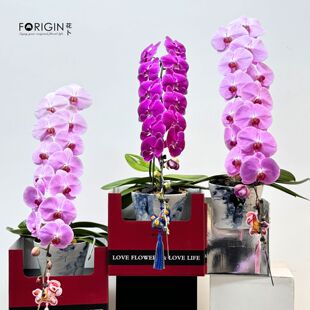 花卜马年龙兰盆景蝴蝶兰年宵花盆栽北京同城速递商务新年春节长辈