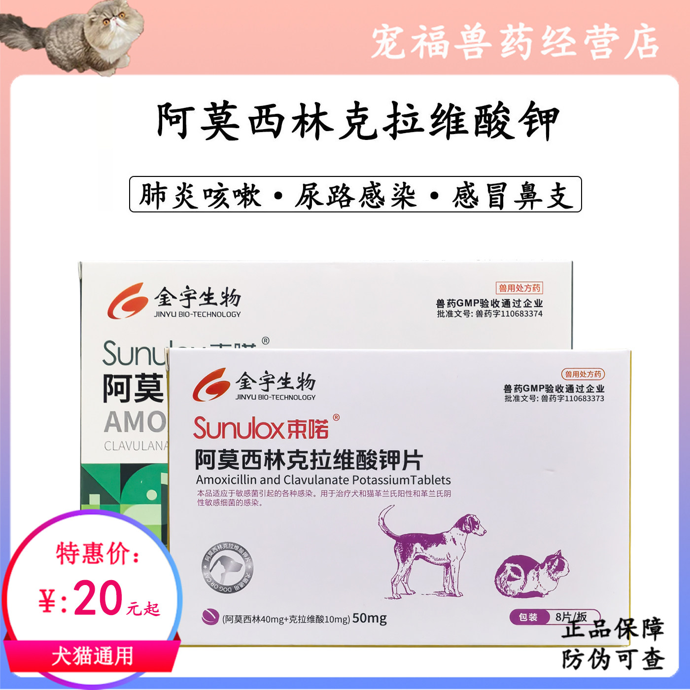 宠物肠道感染尿道支气管炎