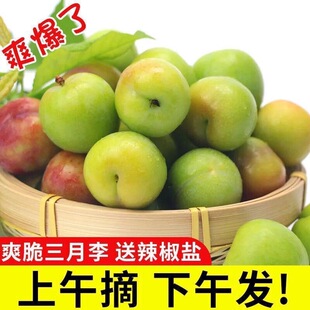 【正宗三月李】广东青脆酸李子现摘现货孕妇当季水果新鲜精选大果