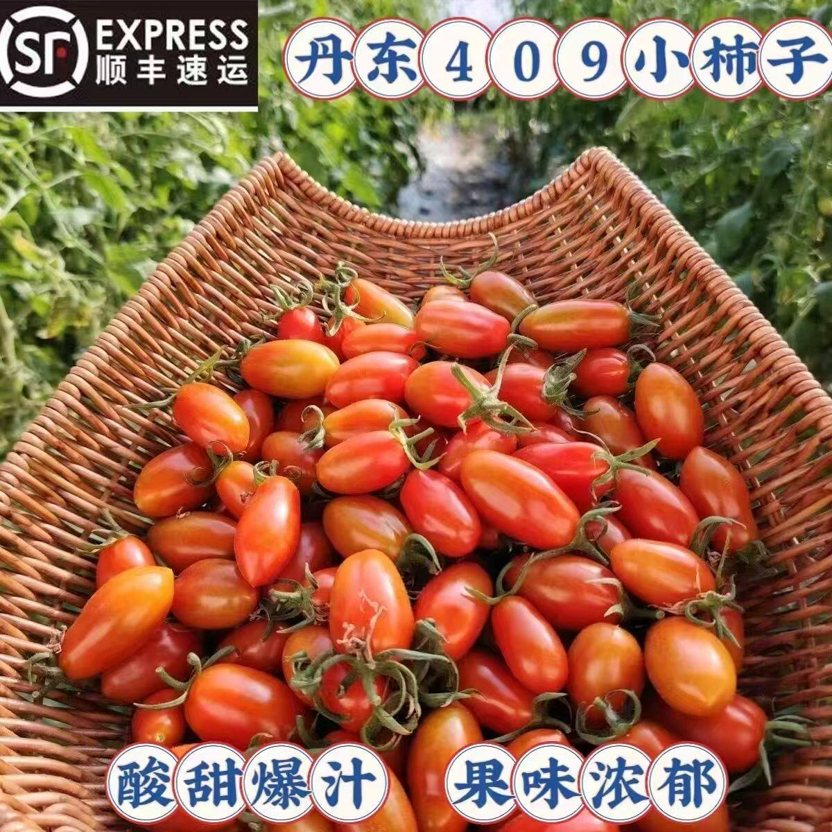 丹东409小柿子非千禧圣女果孕妇新鲜水果蔬菜铁皮草莓花生小番茄D