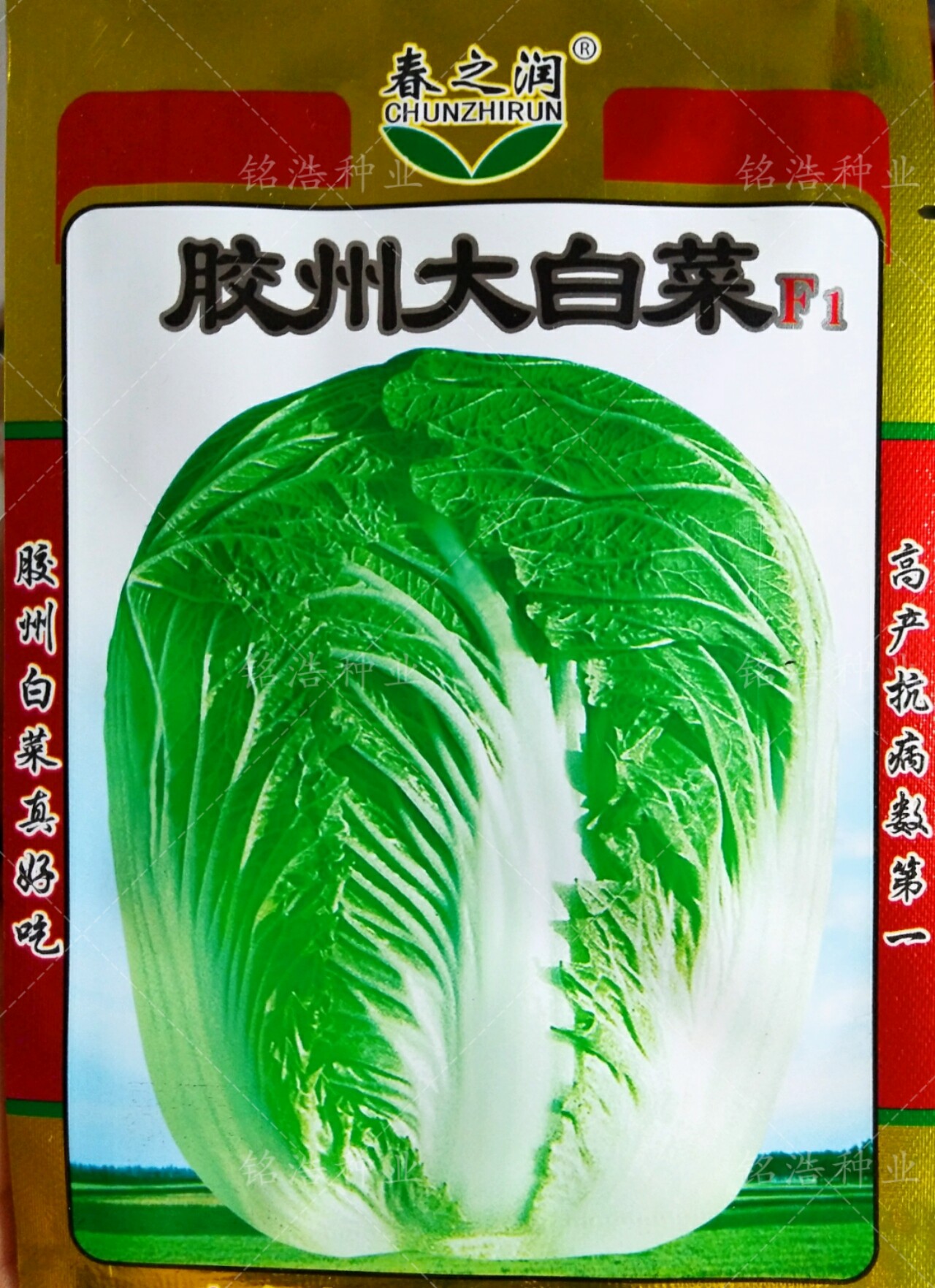 胶州大白菜种子杂交一代秋季播冬蔬菜种子/种苗