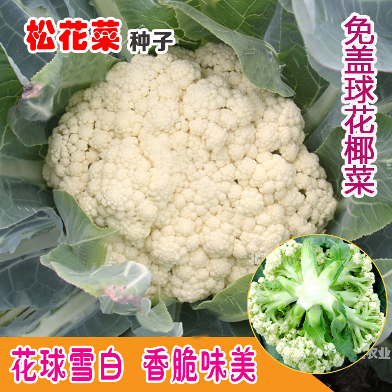雪松60松花菜种子花椰菜种籽免蔬菜种子/种苗