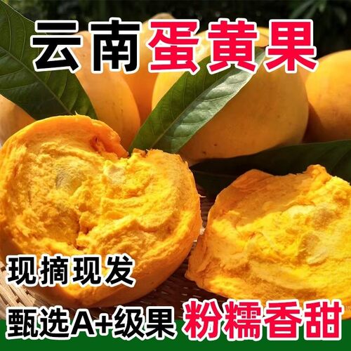 老农自卖现摘现发云南新鲜当季鸡蛋果蛋黄果软糯香甜稀奇水果