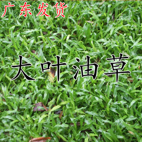 地毯草种子价格 地毯草种子图片 星期三