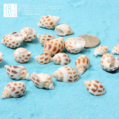 DIY混色苔藓微景观花盆小海螺