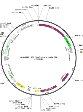 pCAMBIA1303-TrpC-Hygro-gpdA-GFP