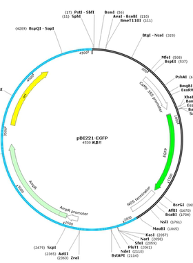 pBI221-EGFP