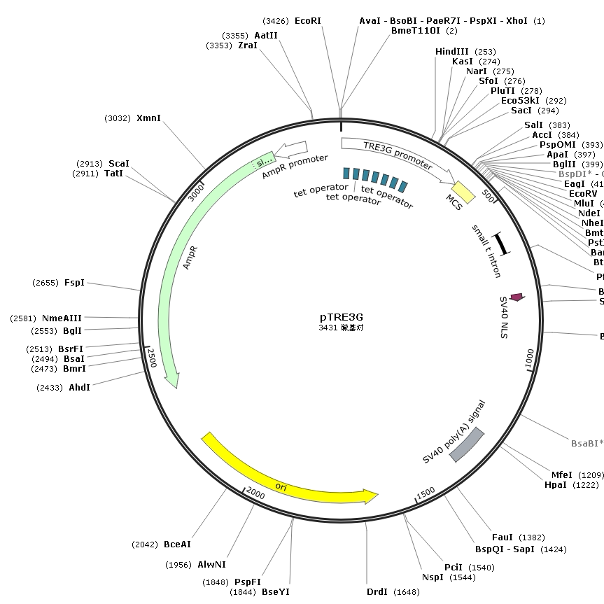 pTRE3G,工业油品/胶粘/化学/实验室用品,实验室用DNA/RNA,淘宝优惠券,粉丝福利购,淘宝优惠卷