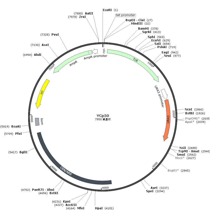 YCp50,工业油品/胶粘/化学/实验室用品,实验室用DNA/RNA,淘宝优惠券,粉丝福利购,淘宝优惠卷