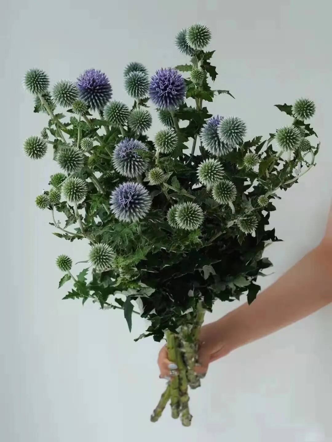 进口刺芹蓝星球鲜切花办公室家庭插花水培花卉云南基地直发