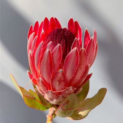 进口南非帝王公主鲜切花可做干花