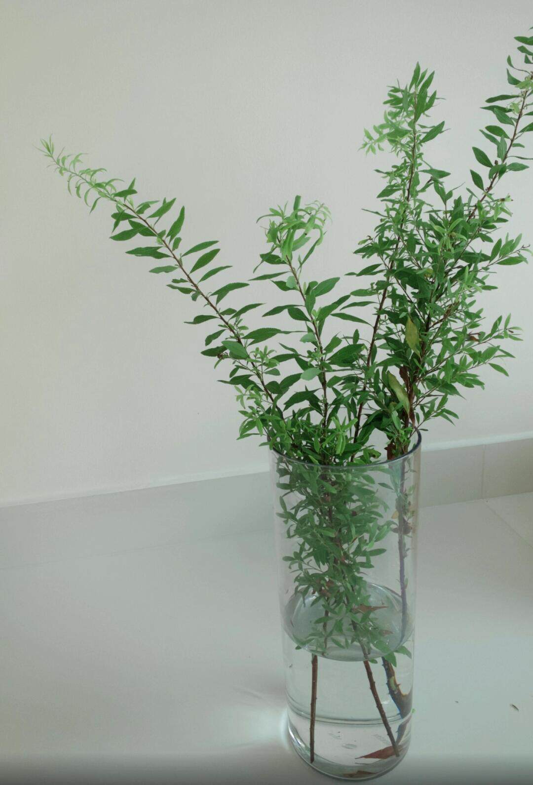 芦芛草雪柳叶九星叶高山羊齿叶巴西叶各种鲜切配草昆明基地直批