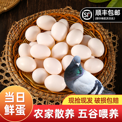 正宗农家散养新鲜鸽子蛋30枚孕妇宝宝辅食杂粮喂养白鸽蛋老鸽蛋