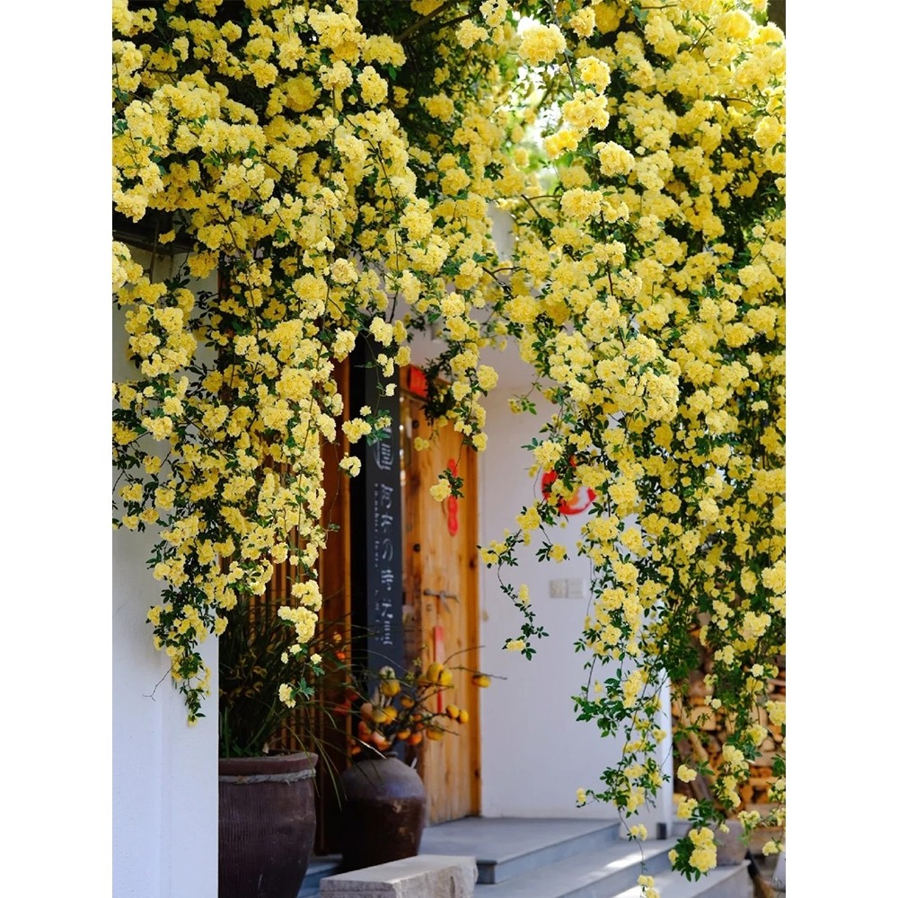 黄木香花苗爬藤植物庭院爬墙耐寒花卉浓香四季红木香藤本月季盆栽
