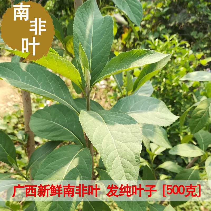 广西南非叶新鲜 将军叶 扁桃斑