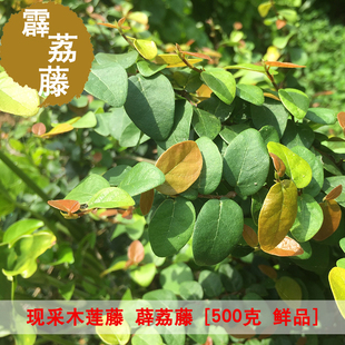 新鲜薜荔藤木莲藤 木馒头石壁莲 爬墙虎凉粉藤中草药霹雳藤 500克