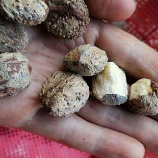 野生桐油籽野生桐油籽桐油籽桐油干货中药材可榨油桐子树绿植