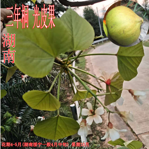 核桃树苗嫁接新品种庭院地栽