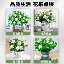 甄选子花盆栽带花苞桅p子花卉植物阳台室内四季开茉莉花老桩树苗