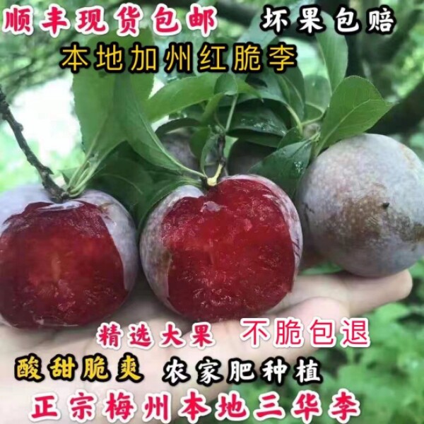 顺丰10斤梅州三华李酸脆新鲜现摘当季水果青李子孕妇农家李红心李