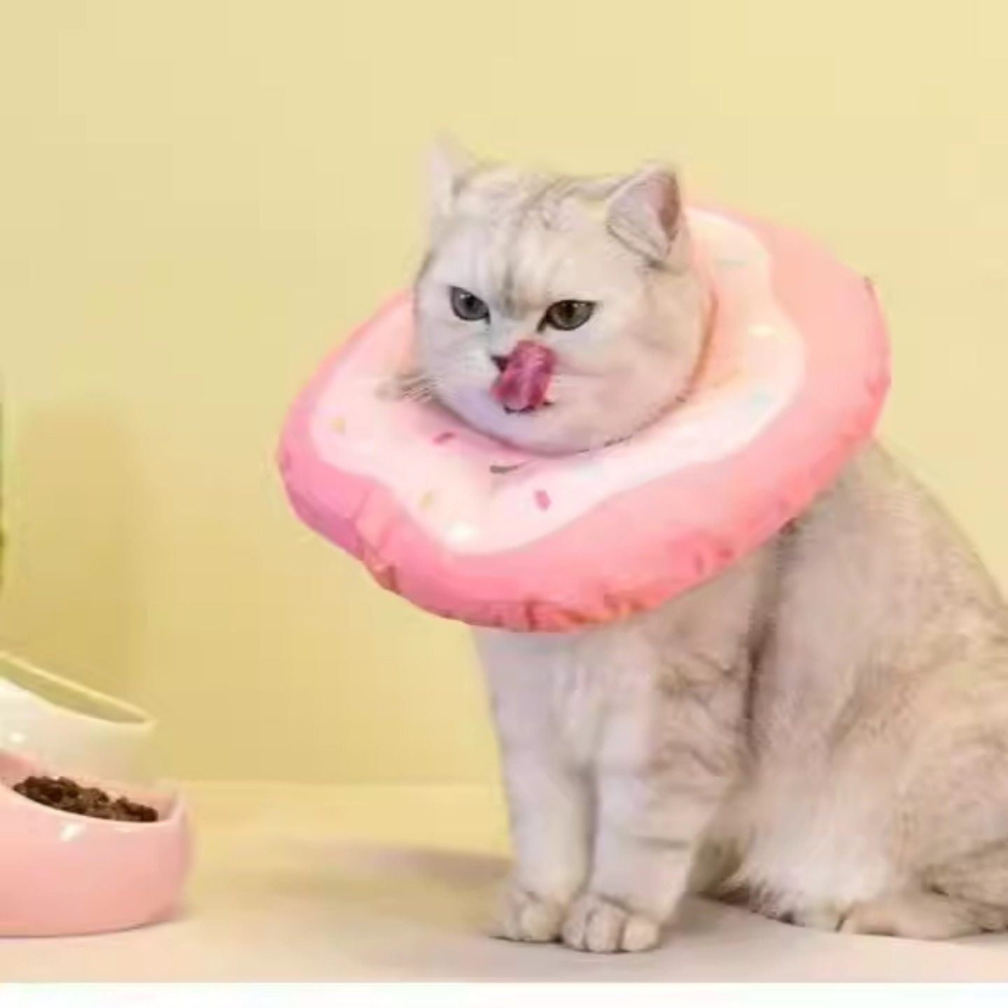 圈猫咪绝育项圈可爱耐用防舔除跳蚤颈圈头套狗宠物脖圈,宠物/宠物食品及用品,宠物伊丽莎白圈,淘宝优惠券,粉丝福利购,淘宝优惠卷