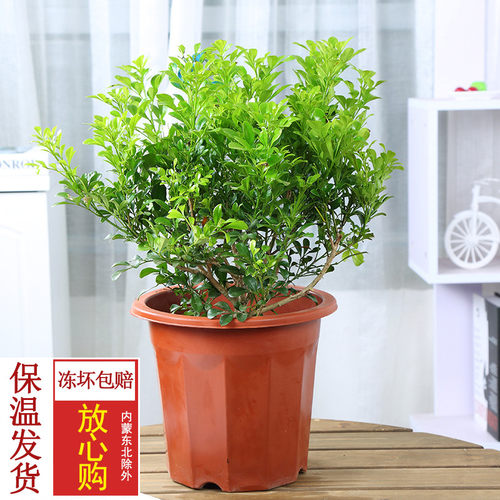 马蹄莲花盆栽素材模板 马蹄莲花盆栽图片下载 小麦优选